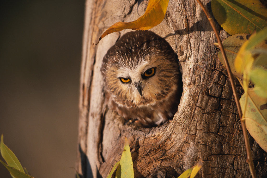 Detail of Saw-Whet Owl in Aspen Tree by Anonymous