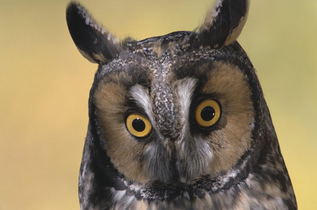 Detail of Long-Eared Owl by Corbis