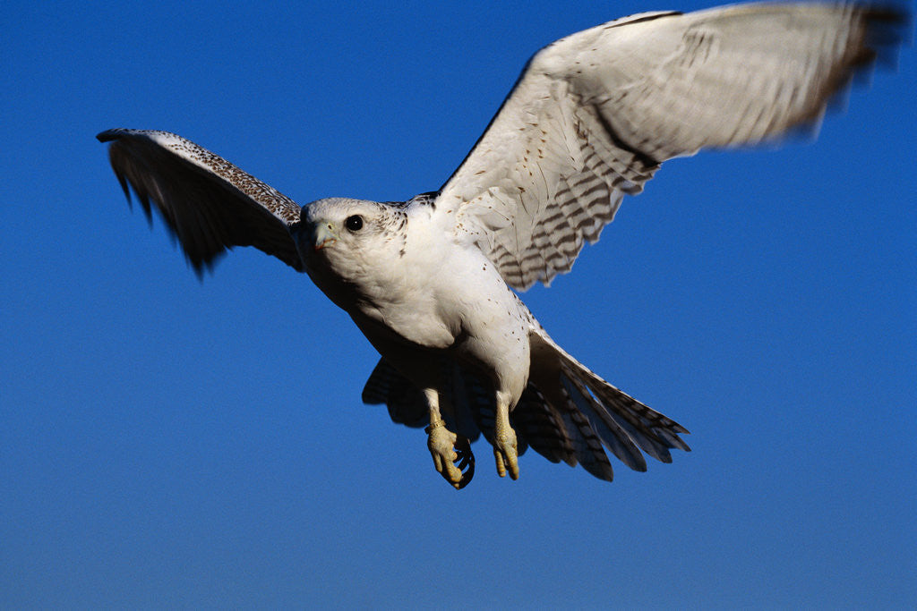 Detail of Gyrfalcon Landing by Anonymous