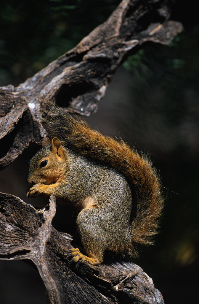 Detail of Fox Squirrel Feeding by Anonymous