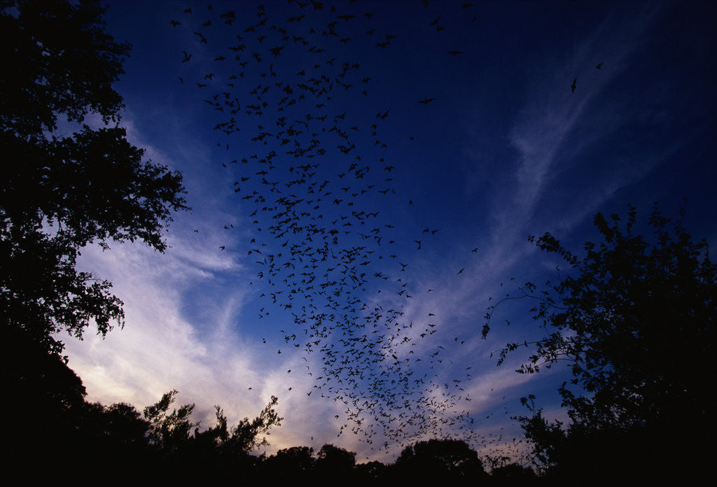Detail of Mexican Freetail Bats near Bracken Cave by Anonymous