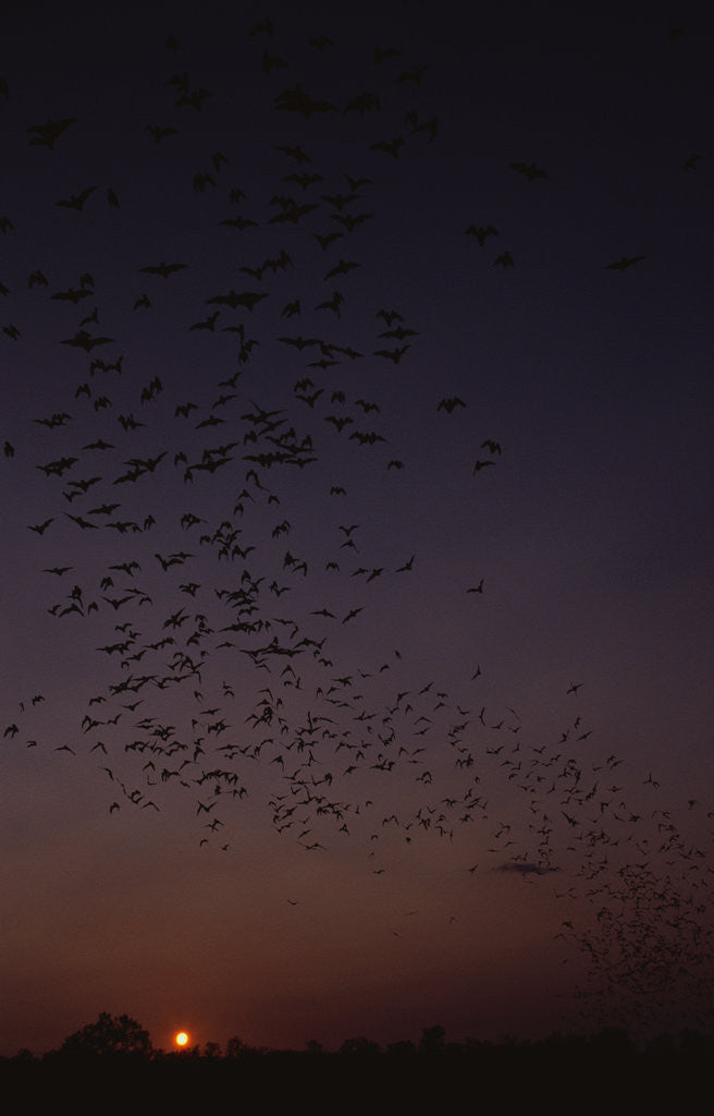 Detail of Mexican Freetail Bats at Night by Anonymous