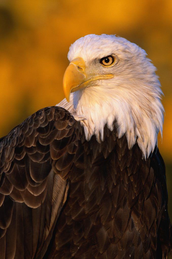 Detail of Bald Eagle by Anonymous
