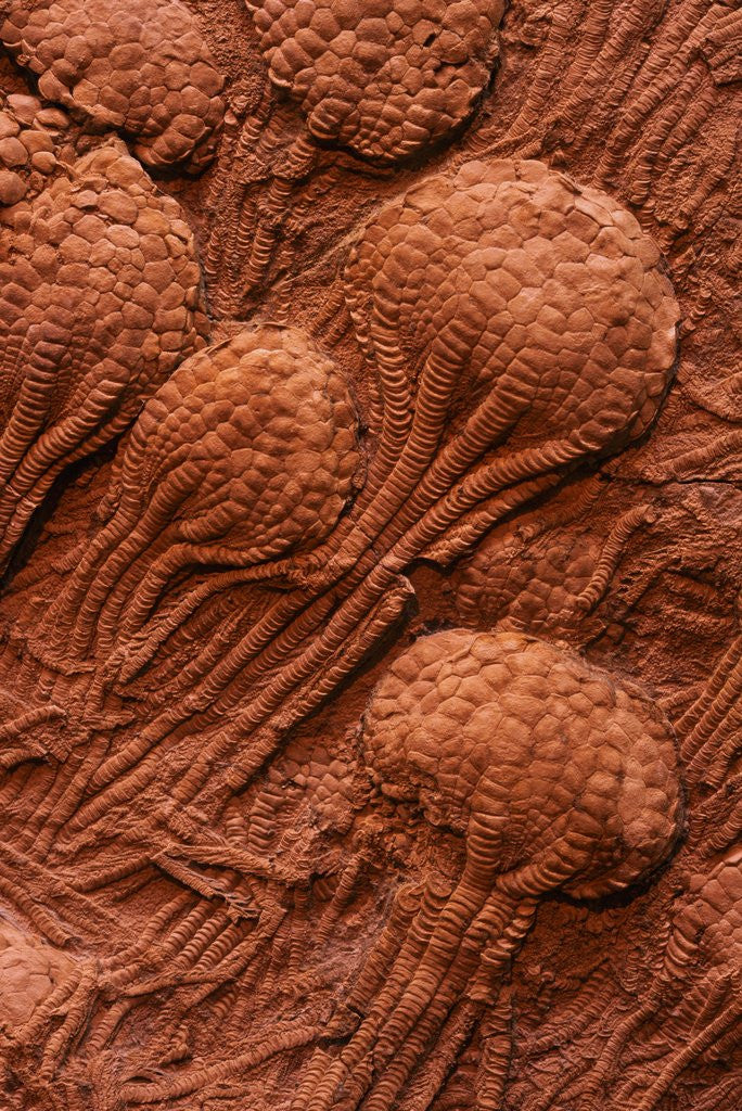 Detail of Crinoid Fossils by Anonymous