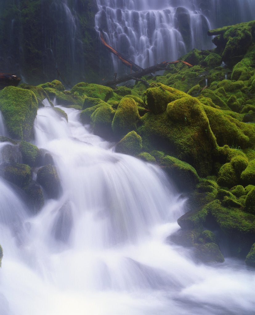 Detail of Mossy Rocks at Proxy Falls by Anonymous