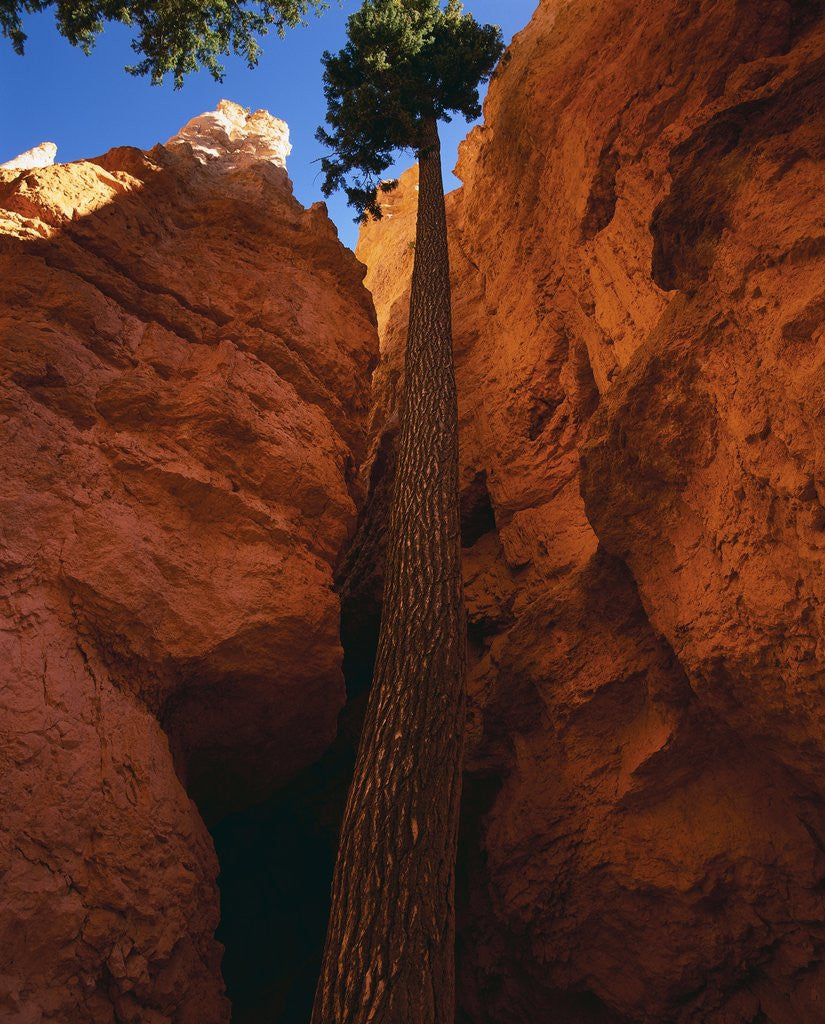 Detail of Douglas Fir in Bryce Canyon by Corbis