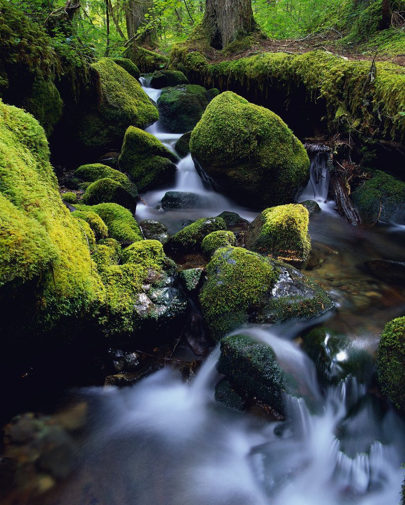 Detail of Forest Stream by Anonymous