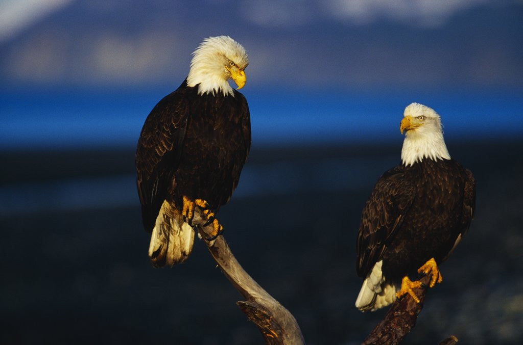 Detail of Bald Eagles Perched on a Snag by Anonymous
