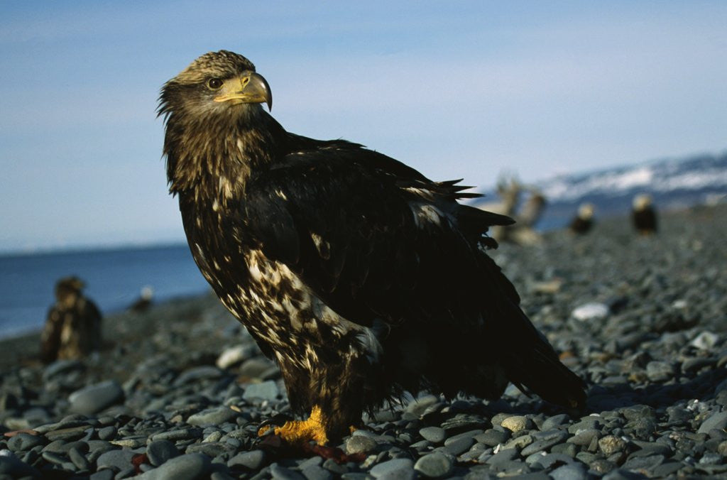 Detail of Juvenile Bald Eagle by Anonymous