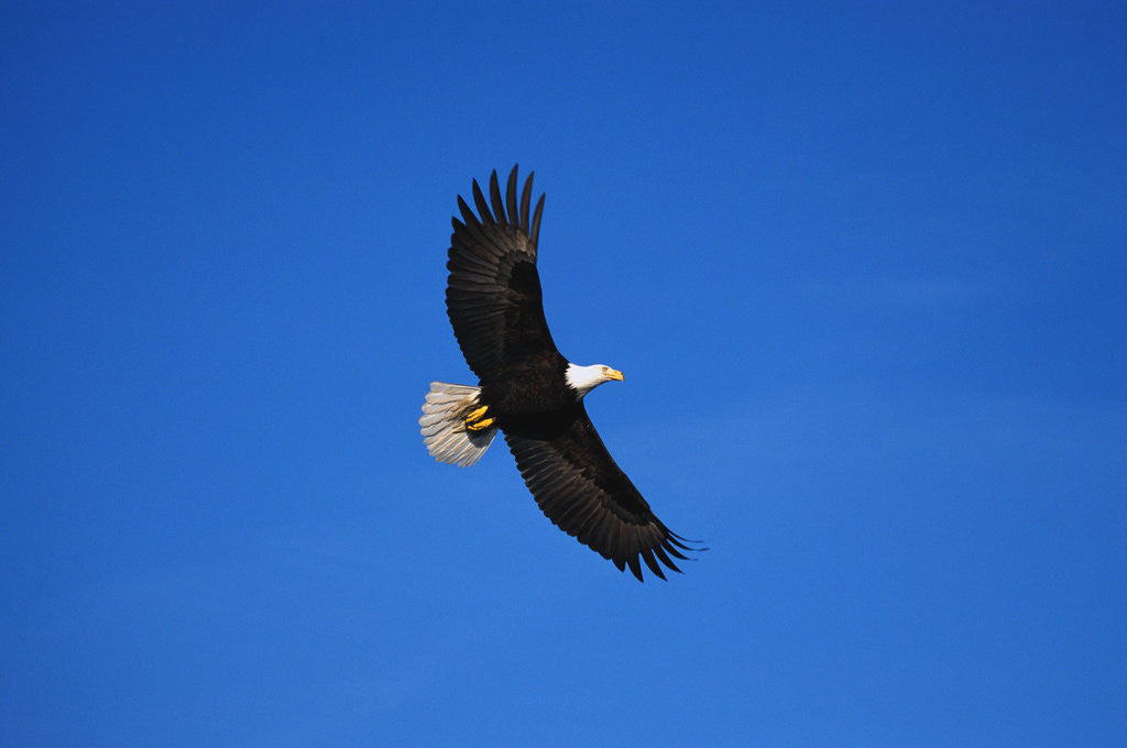 Detail of Bald Eagle Flying by Anonymous