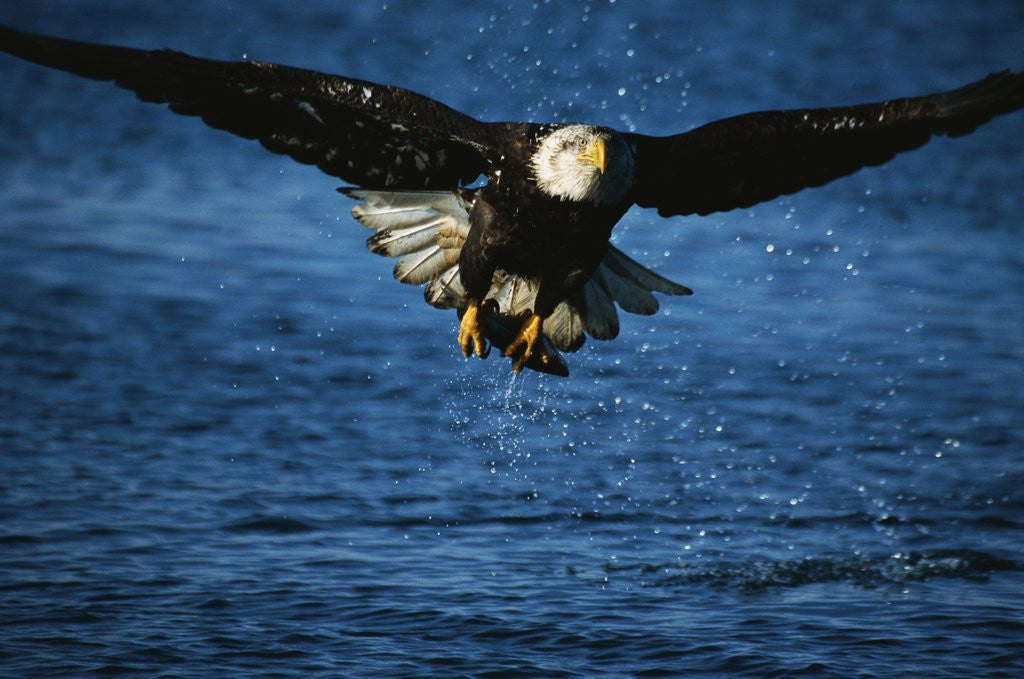 Detail of Bald Eagle with Fish in Talons by Anonymous