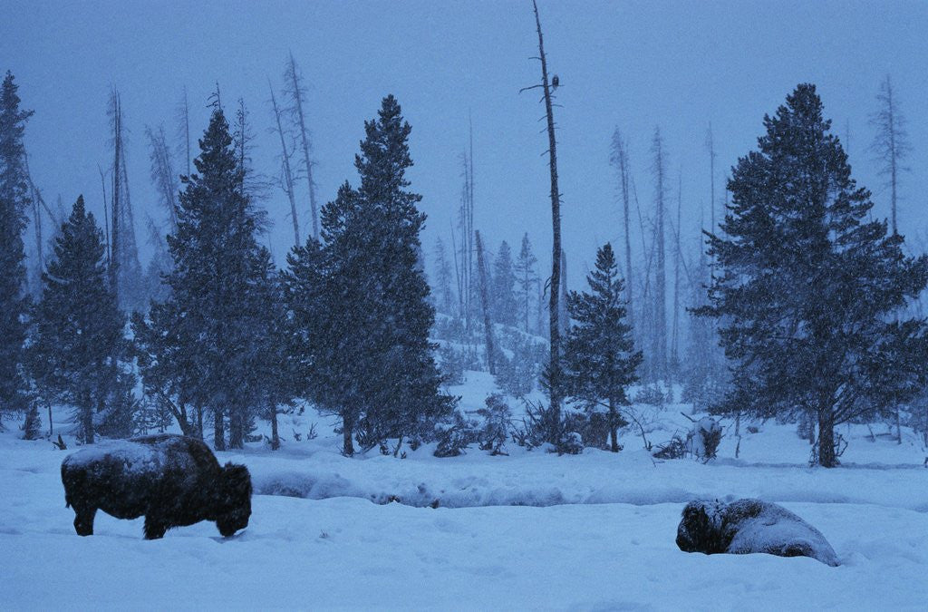 Detail of Bison in Snow by Anonymous