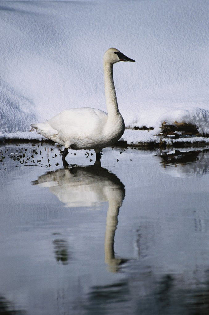 Detail of Trumpeter Swan in Shallow Water by Anonymous