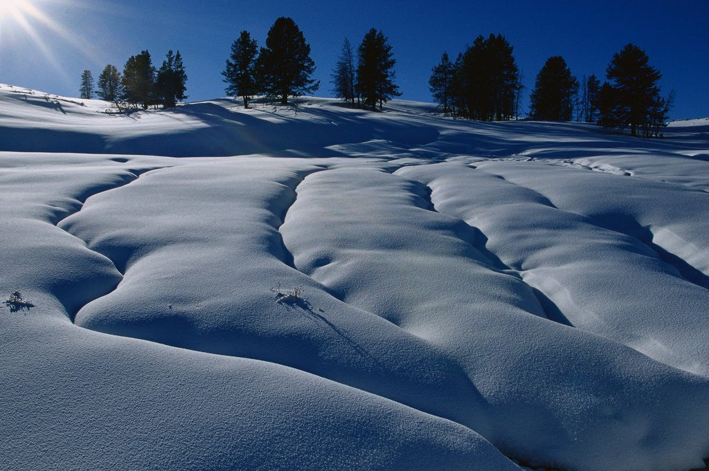Detail of Hillside Covered in Snow by Anonymous