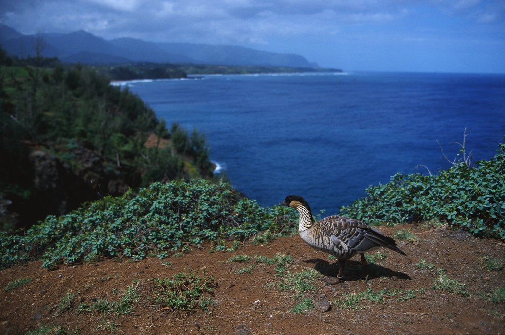 Detail of Nene Goose Walking Along the Coast by Anonymous