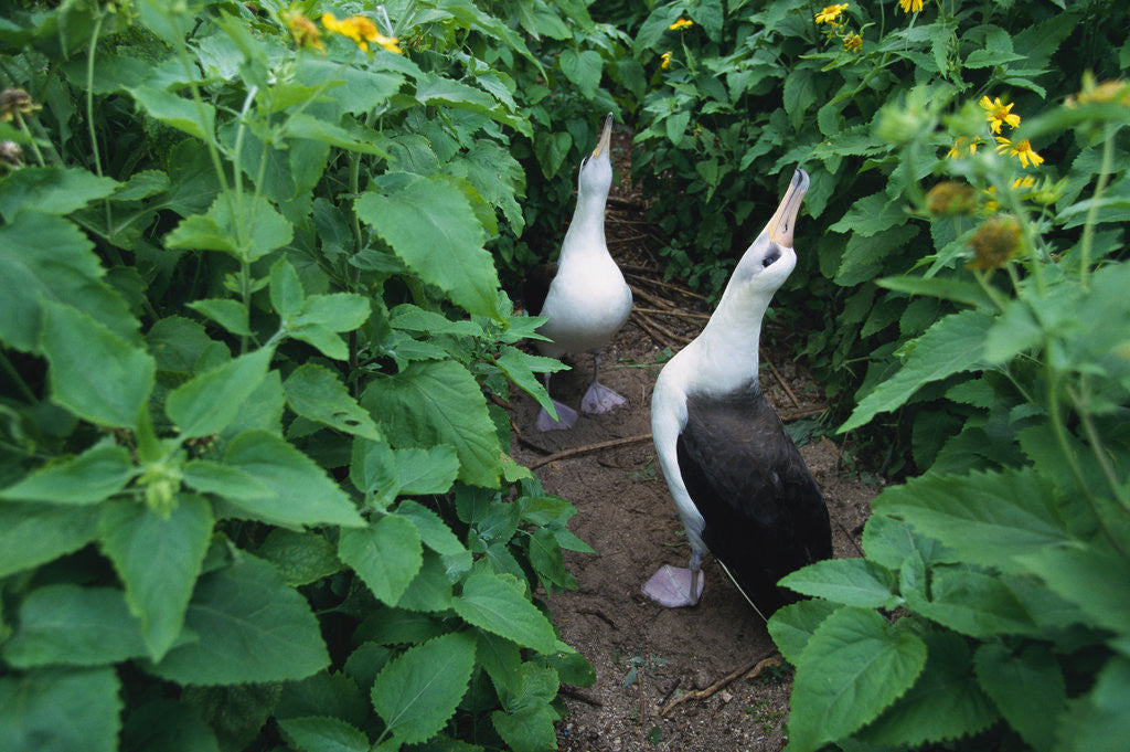 Detail of Laysan Albatross Courting by Anonymous