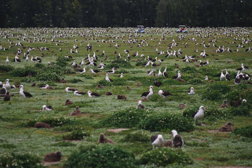Detail of Laysan Albatross Nesting Grounds by Anonymous