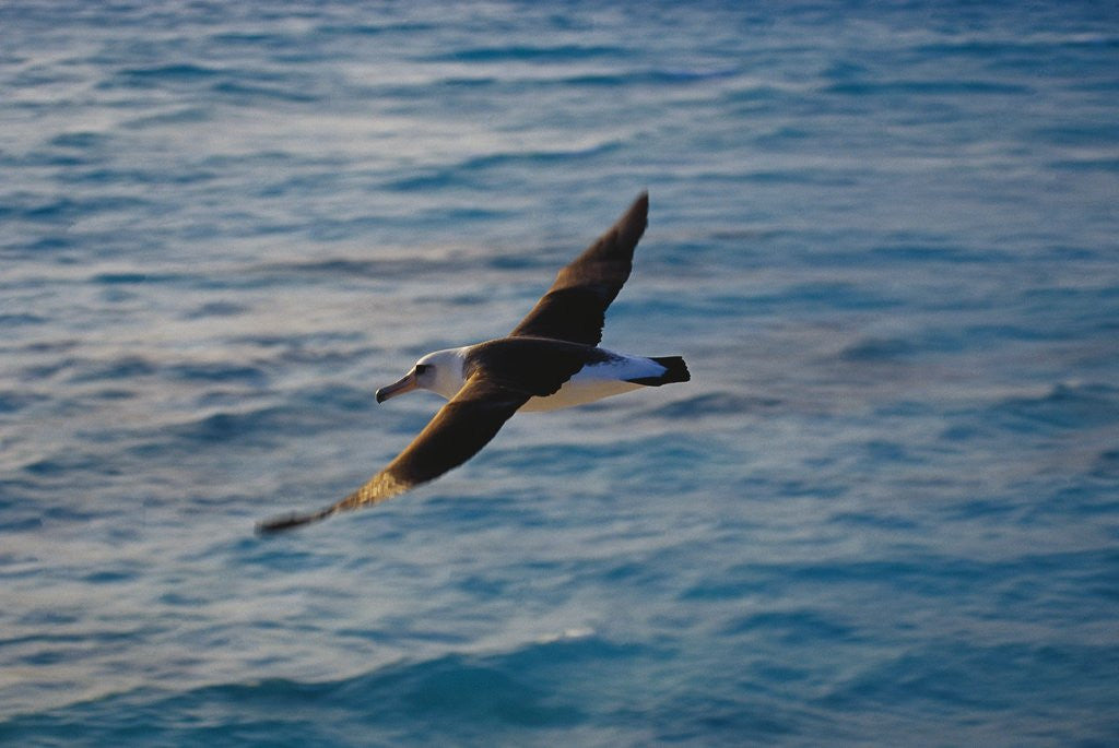 Detail of Laysan Albatross Flying by Corbis