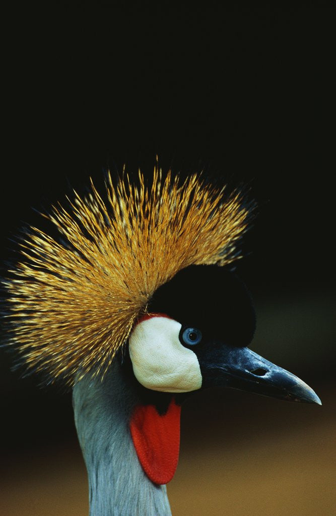 Detail of Crowned Crane Profile by Anonymous
