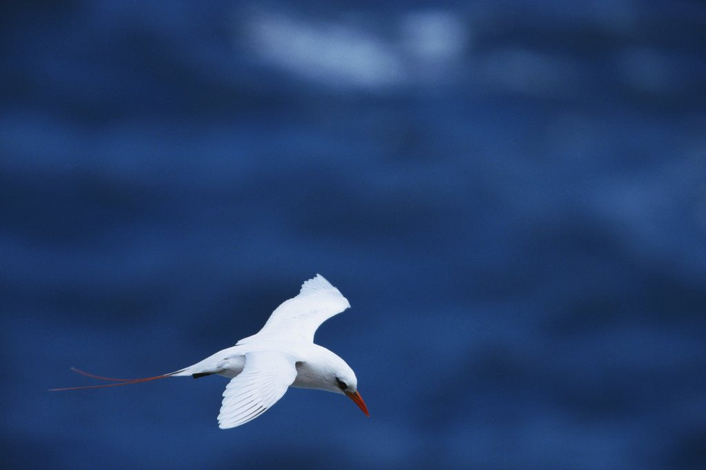 Detail of Red-Tailed Tropicbird Flying by Anonymous