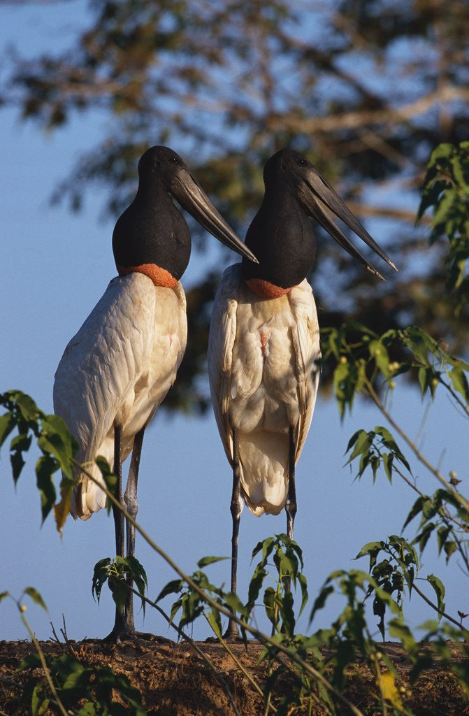 Detail of Jabiru Storks by Anonymous