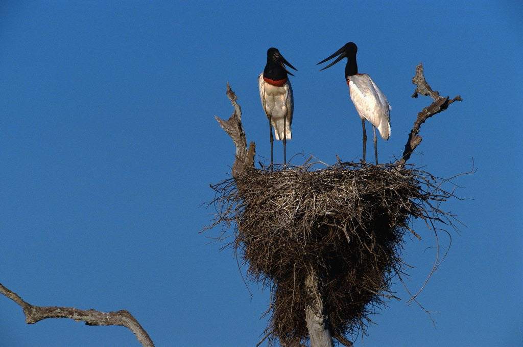 Detail of Jabiru Storks Standing on a Nest by Anonymous