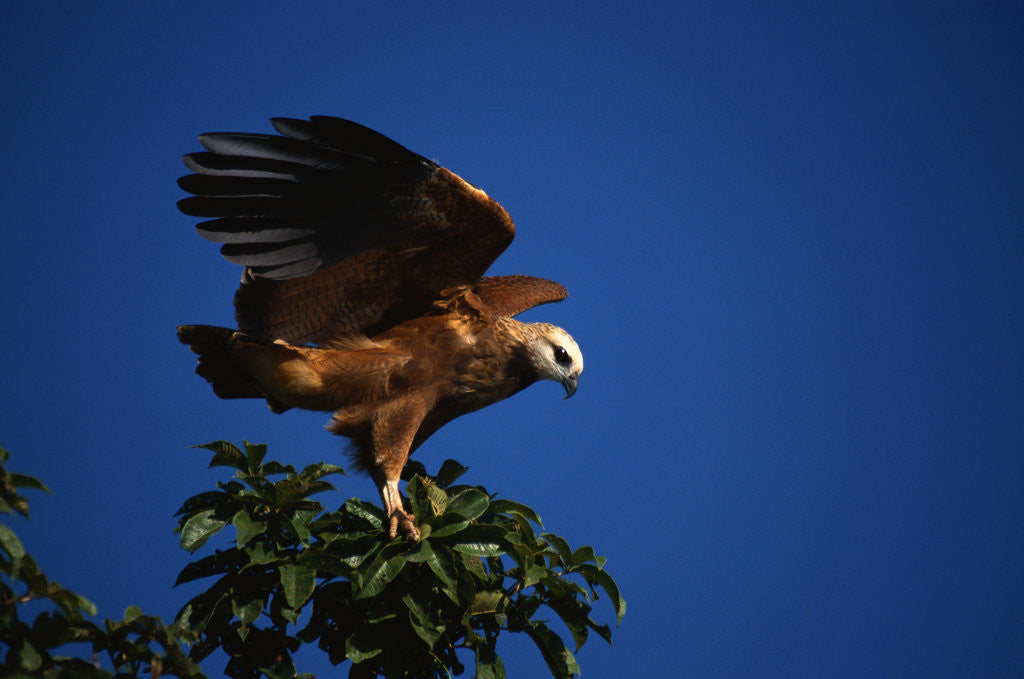 Detail of Black-Collared Hawk by Anonymous