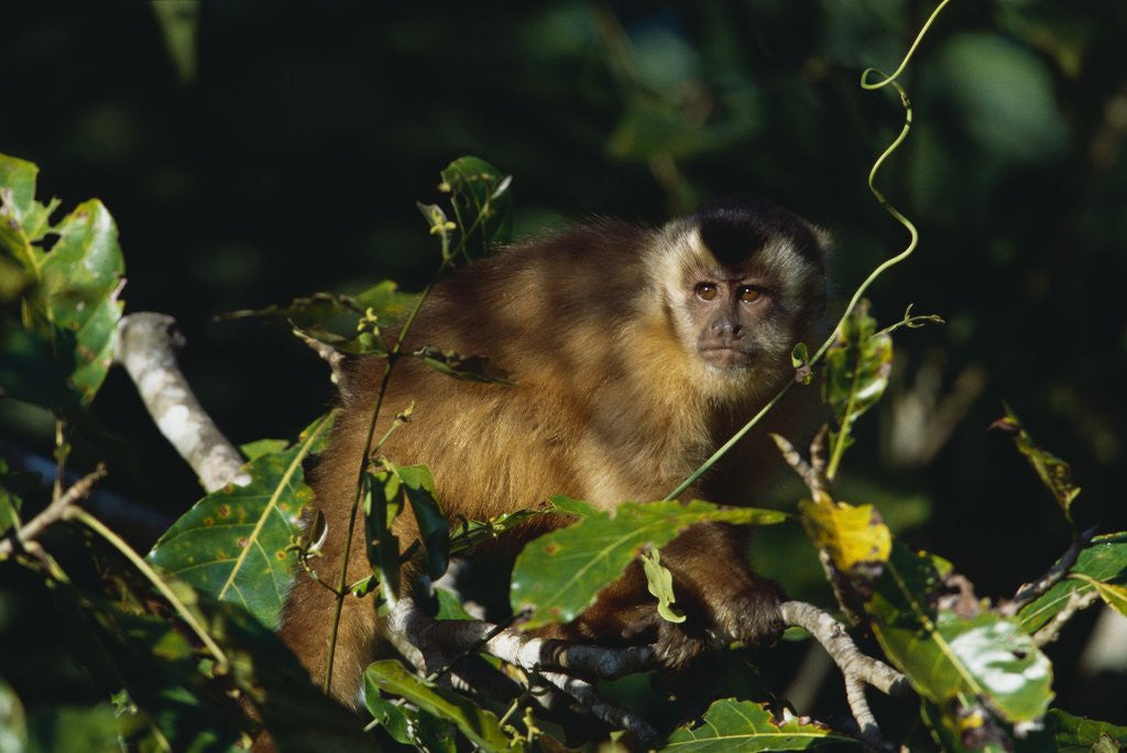 Detail of Black-Capped Capuchin by Anonymous