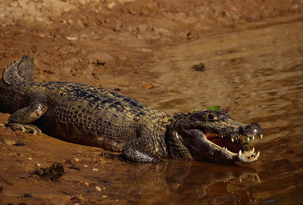 Detail of Black Caiman Sunbathing by Anonymous