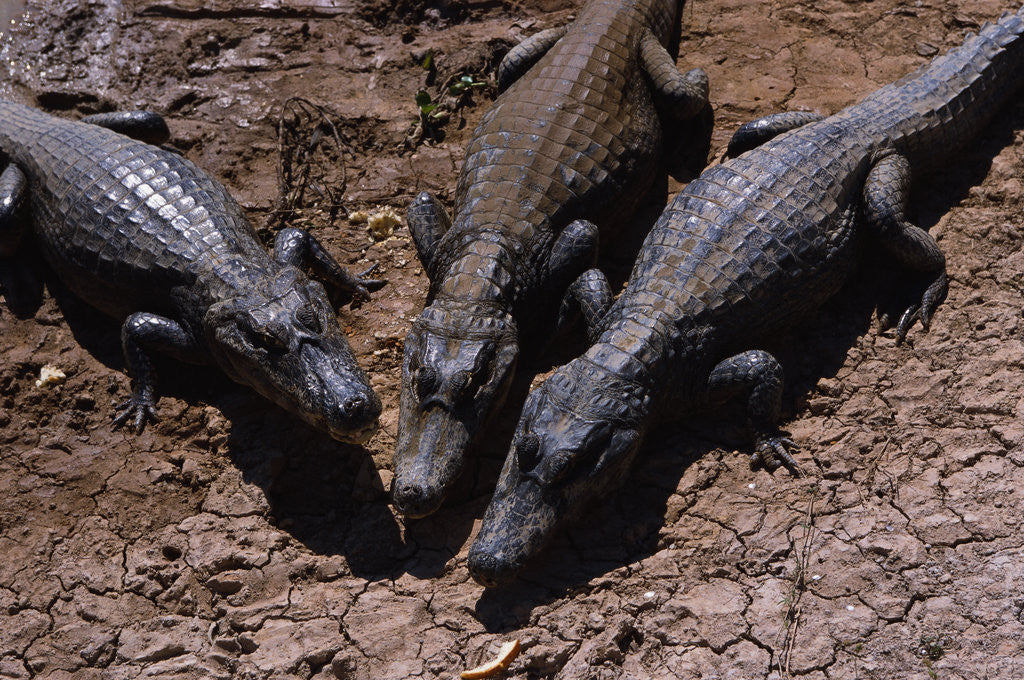Detail of Black Caimans Sunbathing by Anonymous