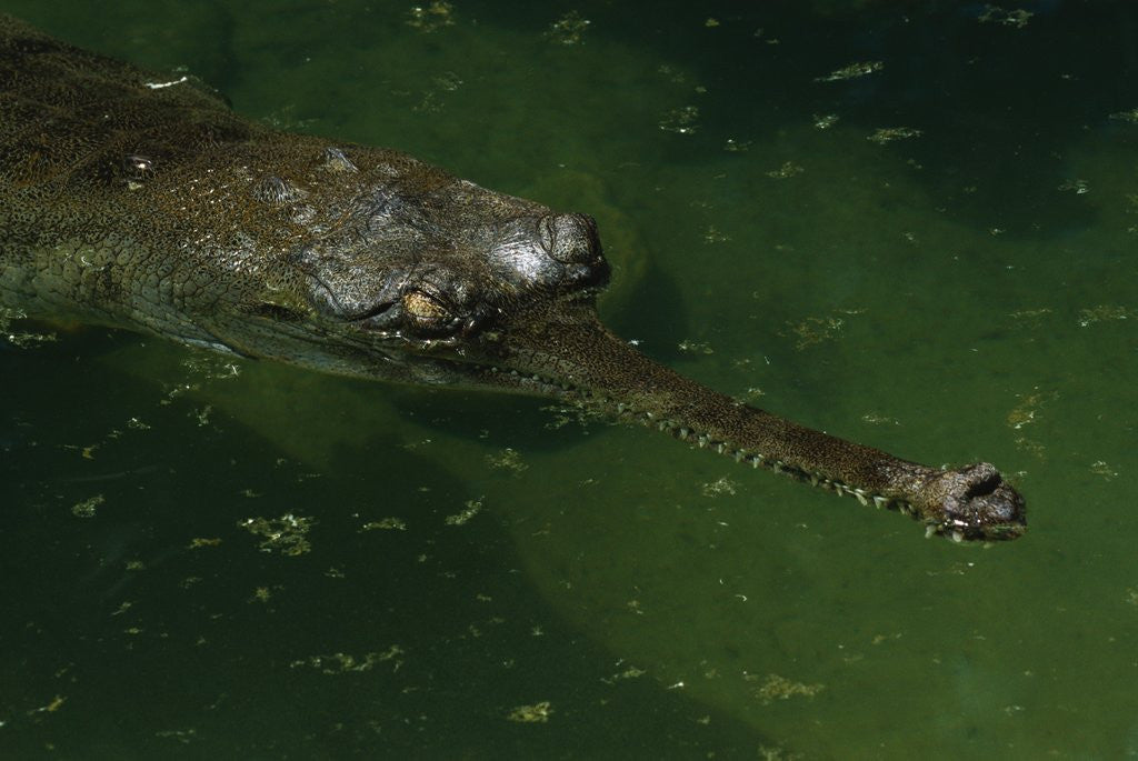 Detail of Gavial at a Gator Farm by Anonymous