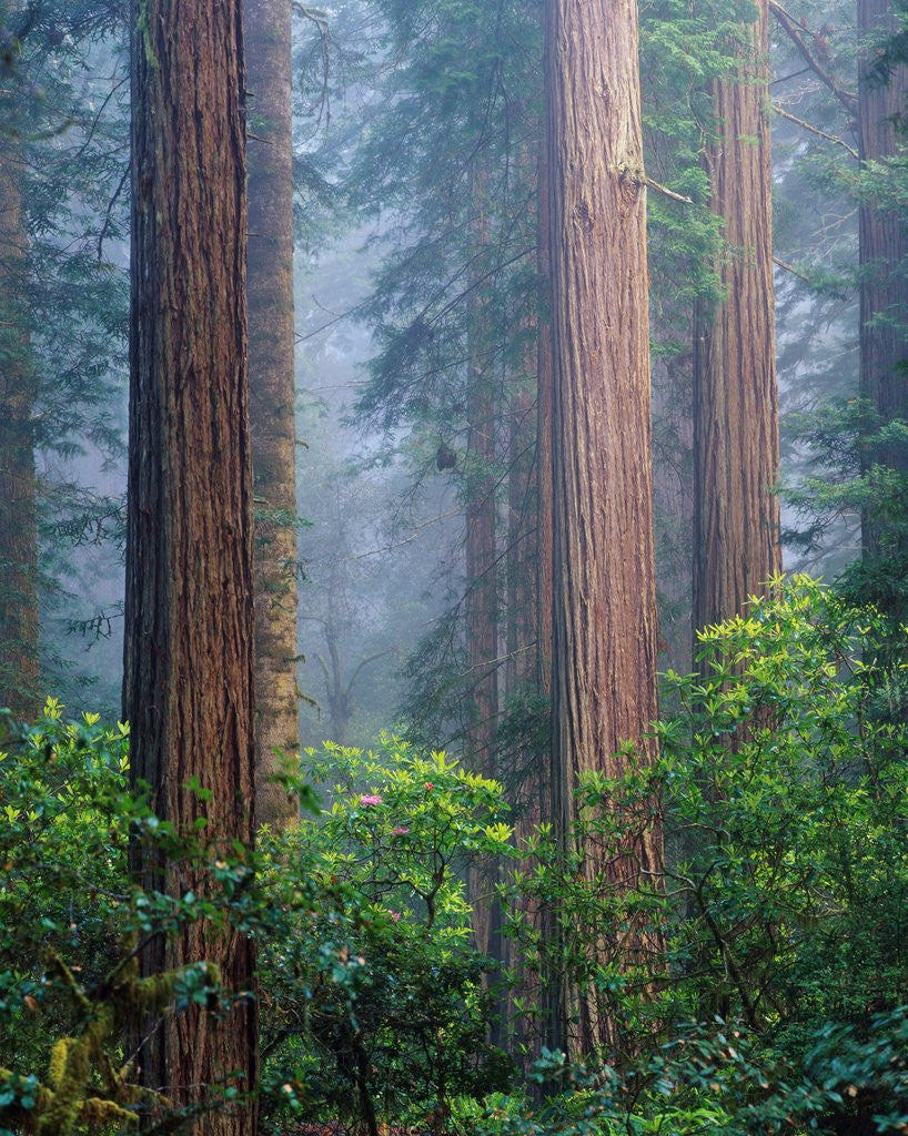 Detail of Rhododendrons and Redwoods by Anonymous