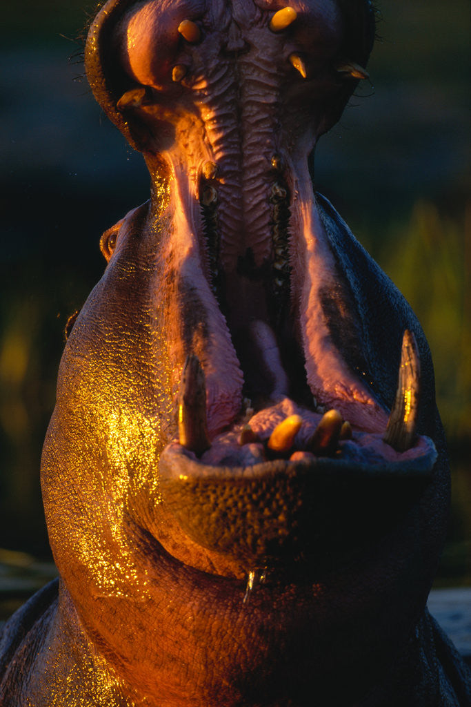 Detail of Hippopotamus Yawning by Corbis