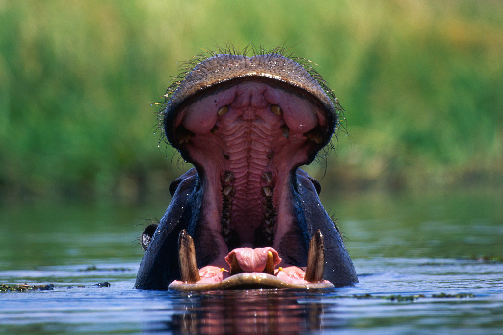 Detail of Hippopotamus Yawning by Anonymous