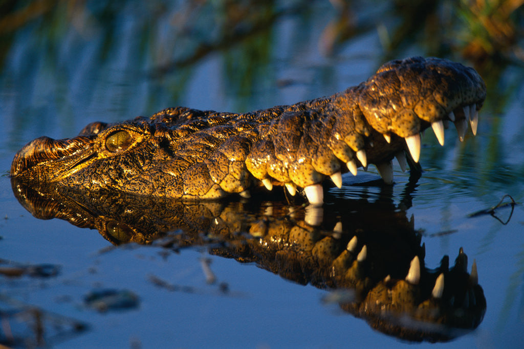 Detail of Nile Crocodile Swimming in Water by Corbis
