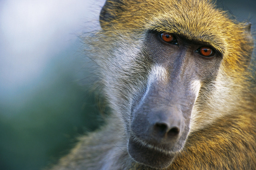 Detail of Chacma Baboon in Botswana by Corbis