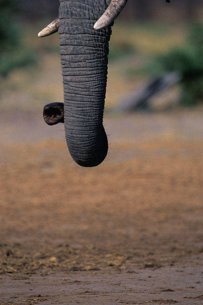 Detail of Elephant's Trunk by Corbis