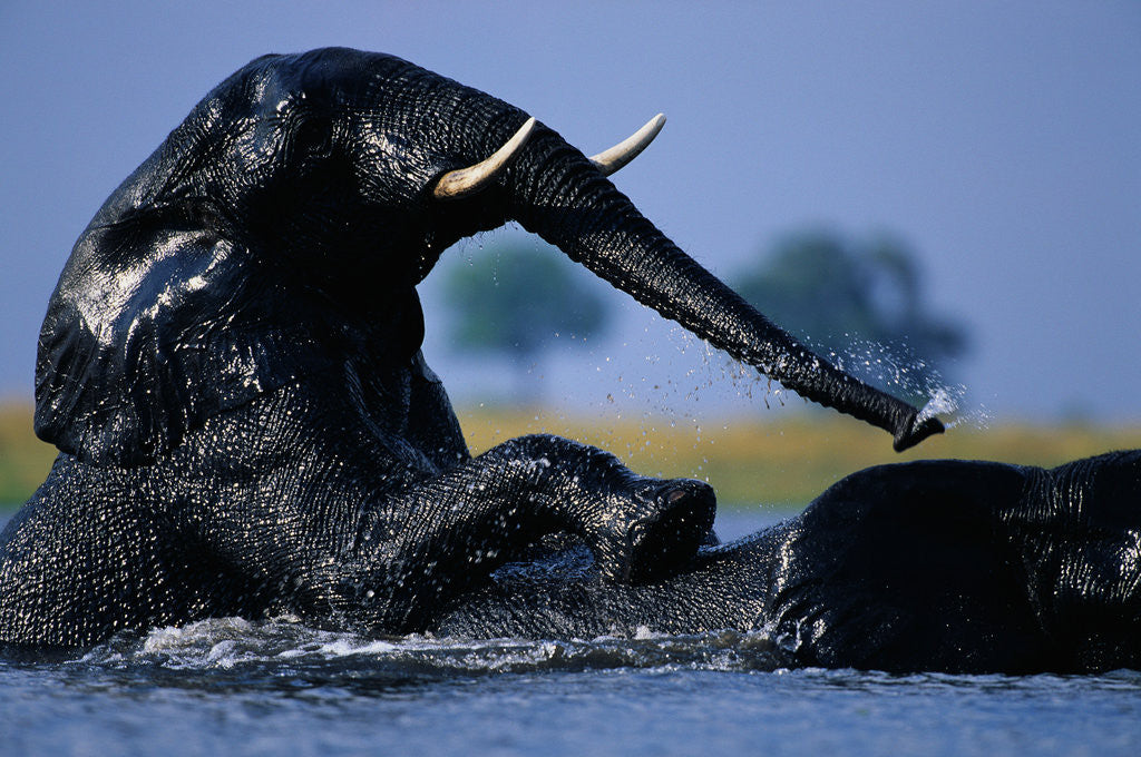 Detail of African Elephants Playing in River by Corbis