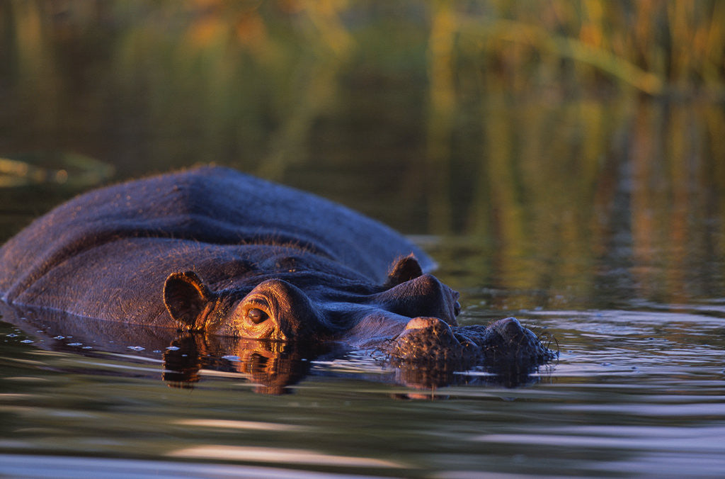 Detail of Hippopotamus Swimming in the Khwai River by Anonymous