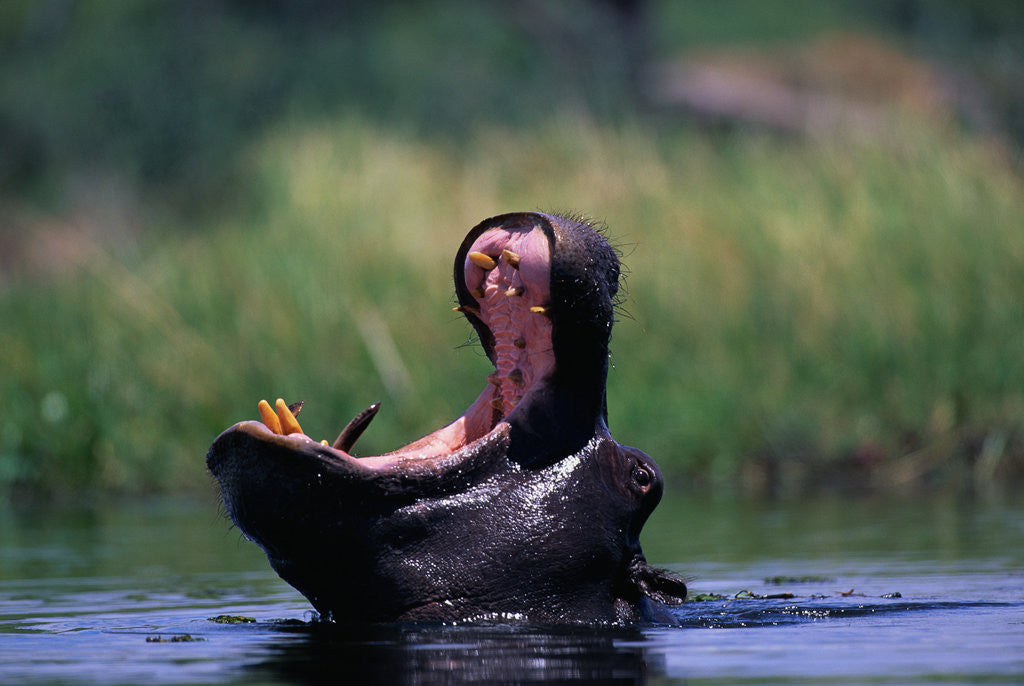 Detail of A Hippopotamus Yawning by Anonymous