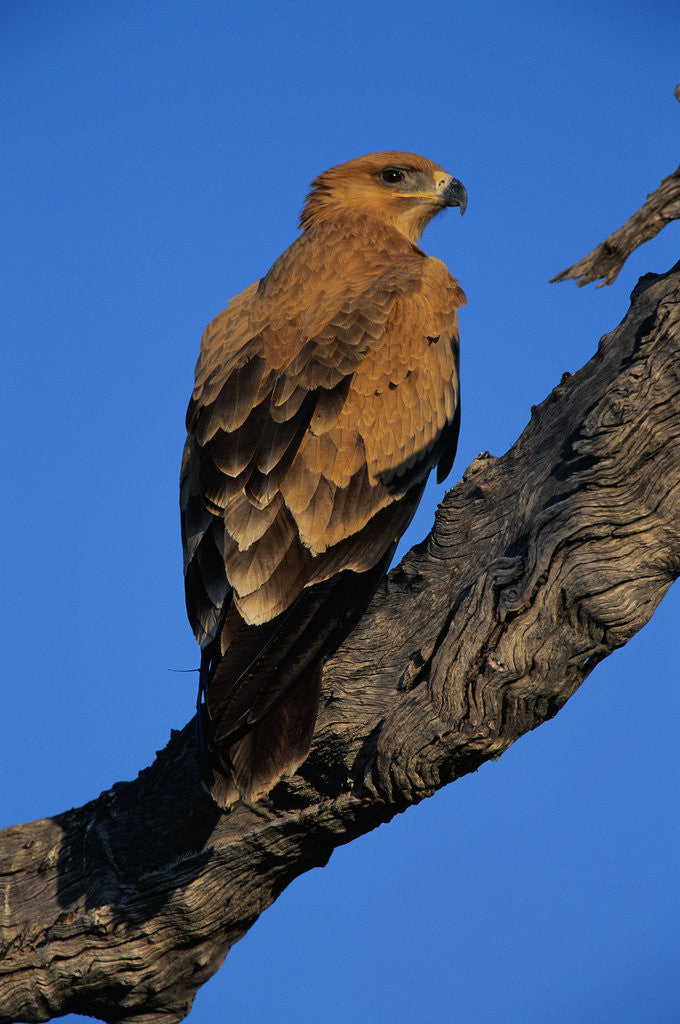Detail of Tawny Eagle Perching on Branch by Anonymous