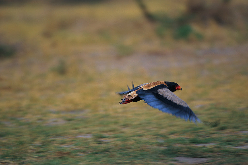 Detail of A Bateleur in Flight by Anonymous