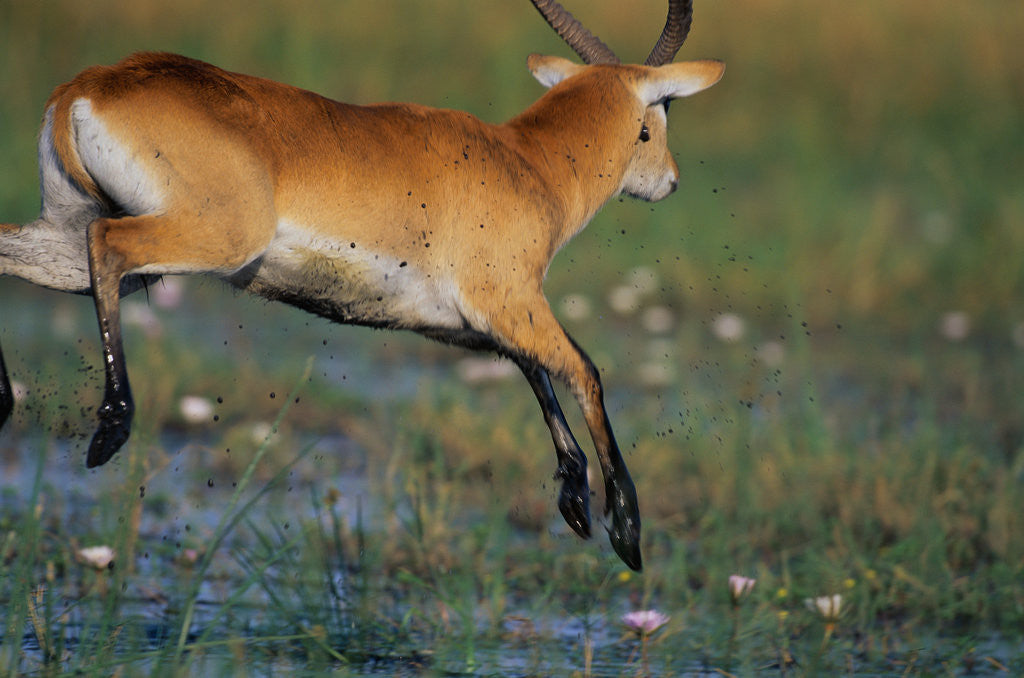 Detail of Lechwe Leaping Through Marsh by Anonymous
