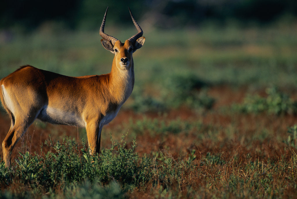 Detail of Lechwe at Sunrise by Anonymous