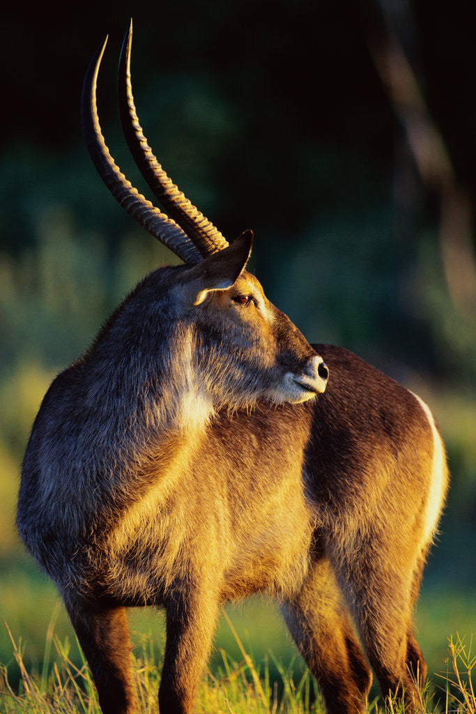 Detail of Waterbuck Standing in Tall Grass at Sunrise by Anonymous