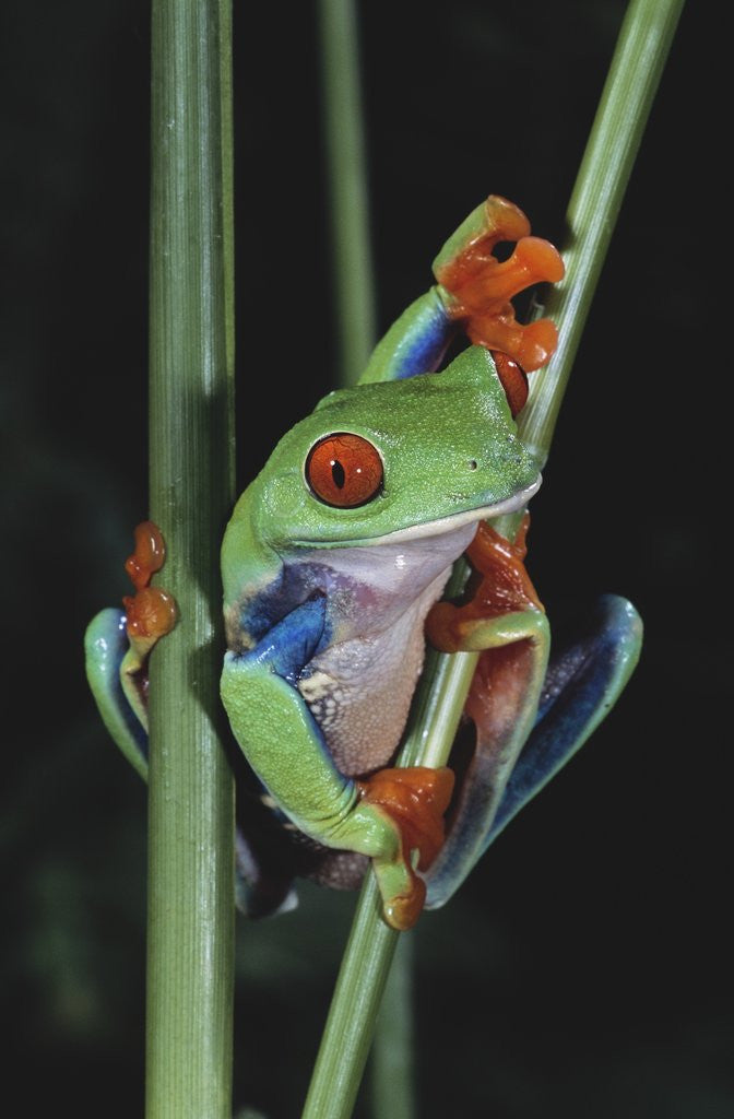 Detail of Red-Eyed Tree Frog Climbing through Plant Stems by Anonymous