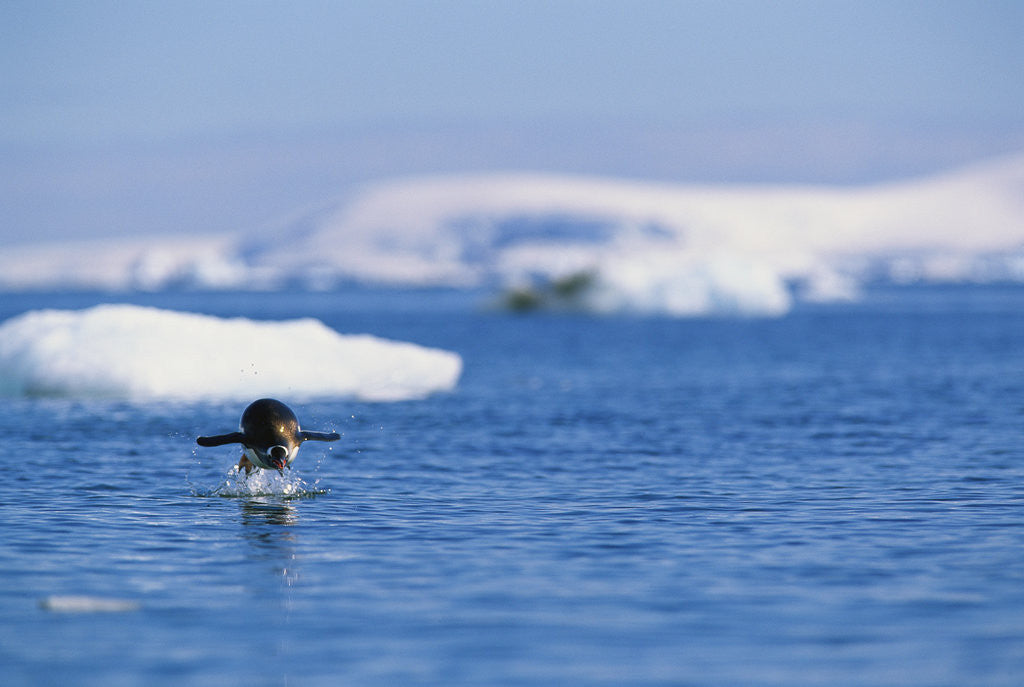 Detail of Gentoo Penguin Jumping Out of Water by Anonymous