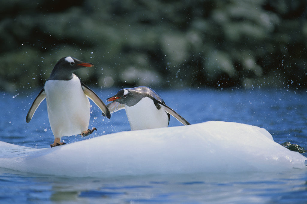 Detail of Gentoo Penguins on an Iceberg by Corbis
