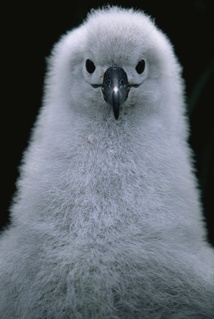 Detail of Gray-Headed Albatross Chick by Anonymous