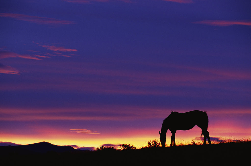 Detail of Horse Silhouette at Sunset by Anonymous